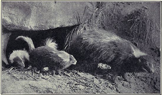 SKUNKS&mdash;MOTHER AND YOUNG HUNTING FOR GRASSHOPPERS AND CRICKETS