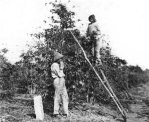 Picking Coffee in S&atilde;o Paulo