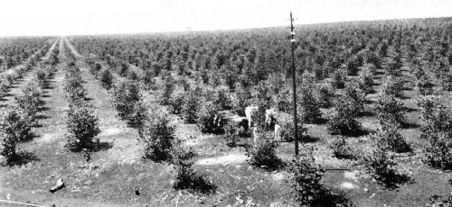 Intensive Cultivation Methods in the Ribeirao Preto District, S&atilde;o Paulo