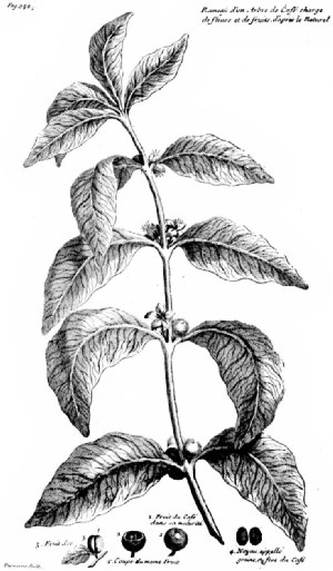A Coffee Branch With Flowers and Fruit as Illustrated in
La Roque's "Voyage de l'Arabie Heureuse"