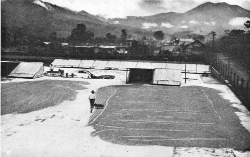 Raking Coffee on Drying Floors&mdash;Chuva District, Guatemala