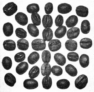 Flat and Bourbon Santos Beans&mdash;Roasted