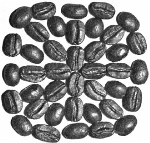 Bogota (Colombia) Beans&mdash;Roasted