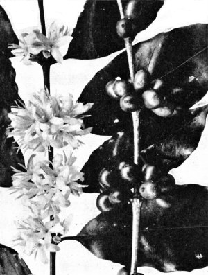 Coffea Arabica, Flower and Fruit&mdash;Costa Rica