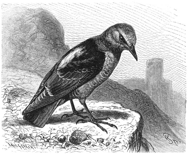 Roode Rotslijster (Monticola saxatilis). &frac12; v. d. ware grootte.