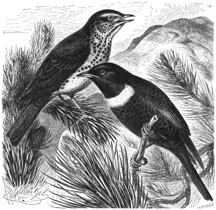 1) Zanglijster (Turdus musicus) en 2) Beflijster (Turdus torquatus). &frac12; v. d. ware grootte.