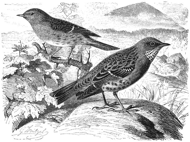 1) Bastaardnachtegaal (Accentor modularis) en 2) Alpen-bastaardnachtegaal
(Accentor collaris). &frac12; v. d. ware grootte.