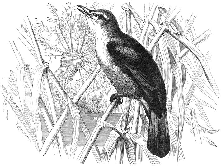Karekiet (Acrocephalus turdoides). &frac12; v. d. ware grootte.