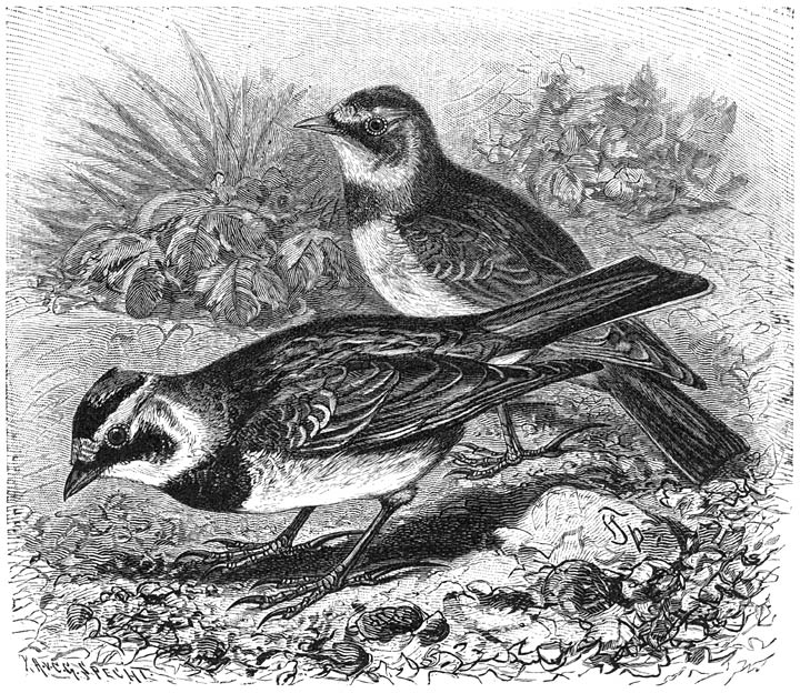 Bergleeuwerik (Otocorys alpestris). &frac12; v. d. ware grootte.