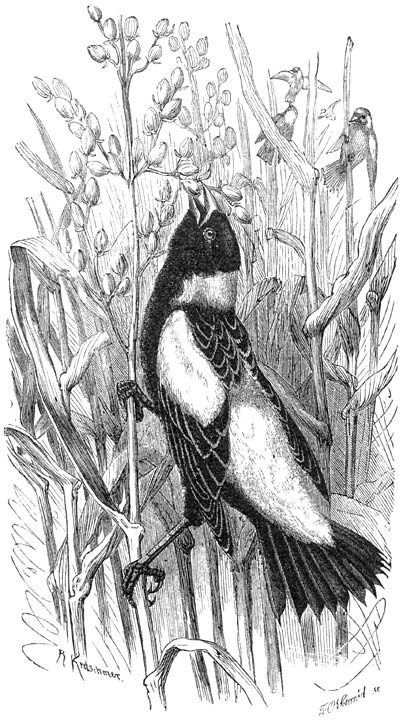 Bobolink (Agelaeus oryzivorus). &frac12; v. d. ware grootte.