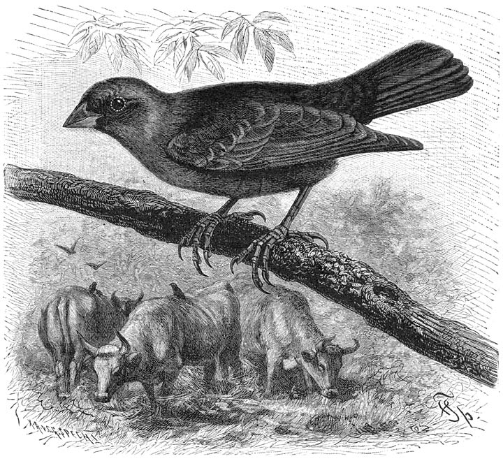 Koevogel (Agelaeus pecorus). &frac12; v. d. ware grootte.