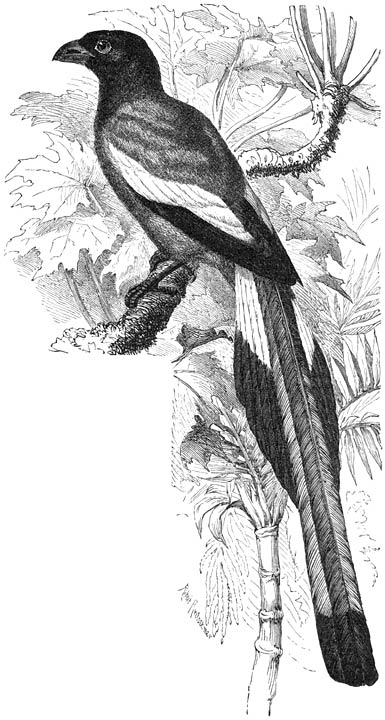 Zwerfekster (Dendrocitta rufa), &frac12; v. d. ware grootte.