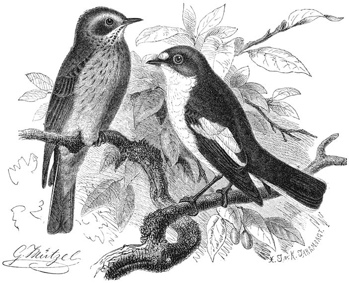 1) Grauwe Vliegenvanger (Muscicapa grisola). 2) Zwartkop-vliegenvanger
(Muscicapa atricapilla). ⅔ v. d. ware grootte.