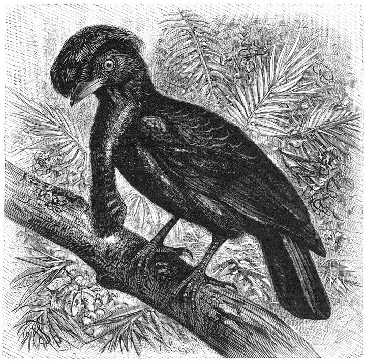 Schermvogel (Cephaloptera ornata). &frac14; v. d. ware grootte.