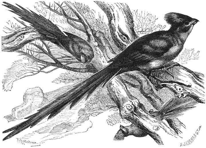 Muisvogel (Colius macrourus). &frac12; v. d. ware grootte.