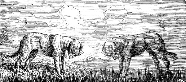 THE DOG PUZZLE.