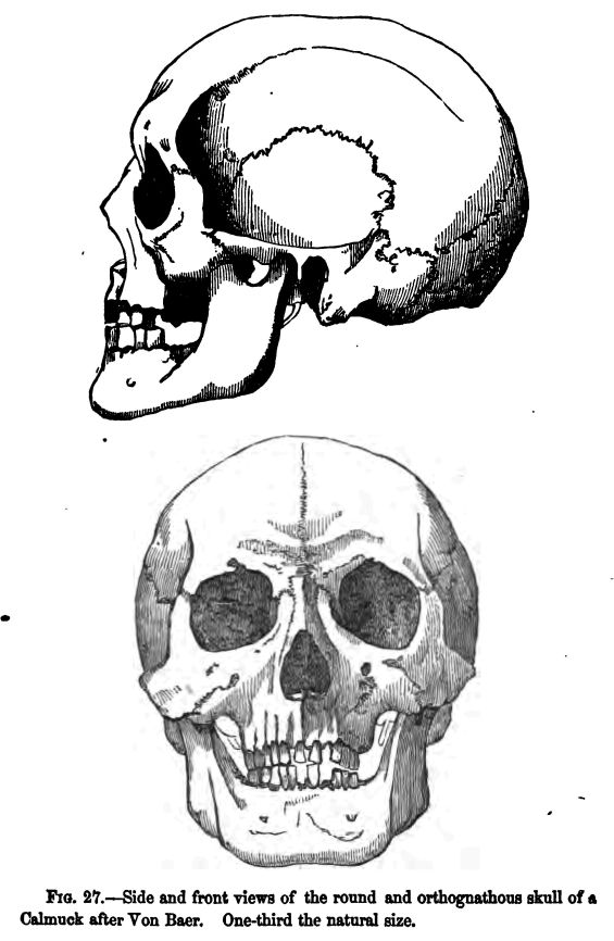 Fig. 27.--side and Front Views of the Round And Orthognathous Skull of a Calmuck, After von Baer. One-third the Natural Size.