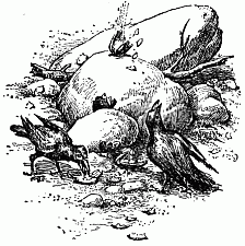 Crows breaking clams by dropping
them on boulders.