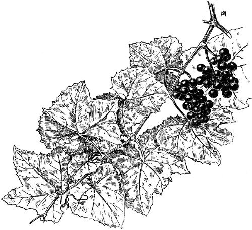 Fig. 4. A shoot of Vitis �stivalis.
