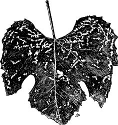 Fig. 39. Injuries caused by beetles of the grape
root-worm.