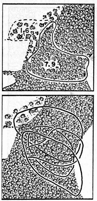 Diagrams showing home ranges of
cottontails in relation to woodland and open fields on the study area.
One inch equals approximately 545 feet.