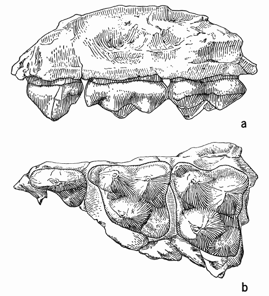 Fig. 1. Sinclairella dakotensis Jepsen, KU no. 11210, fragment of left maxillary
with P4 and M1-2; Orellan, Logan County, Colorado; drawings by Mrs. Judith
Hood: a, labial view; b, occlusal view; both approximately � 9.