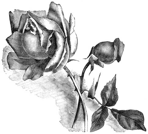 Fig. 85. Theeroos &ldquo;Maman Cochet&rdquo;.