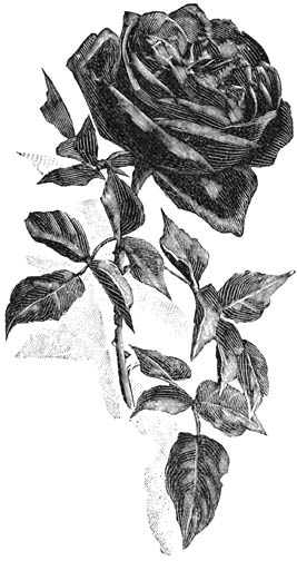 Fig. 91. Remontant-Roos &ldquo;G&eacute;n&eacute;ral Baron Berge.&rdquo;