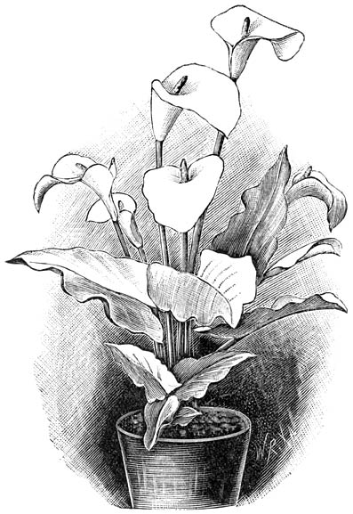 Fig. 130. Calla &aelig;thiopica.