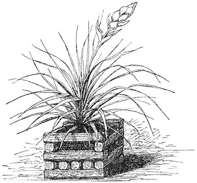 Fig. 141. Tillandsia diantho&iuml;dea.