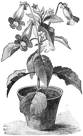 Fig. 148. Tyd&aelig;a.