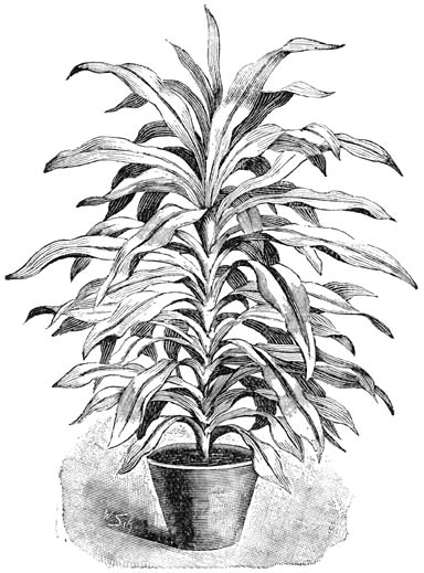Fig. 236. Drac&aelig;na Lindenii.
