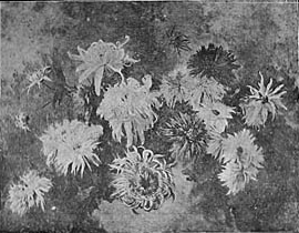 Chrysantemos―Ant&oacute;nio Costa