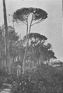 No Pinhal. (Esbo&ccedil;o)―Antonio Jos&eacute; da Costa