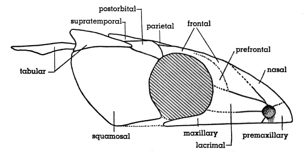 Fig. 2. Hesperoherpeton garnettense Peabody. Skull, lateral view,
showing relatively large orbit and absence of smaller circumorbital
bones. KU&nbsp;10295, &times;&nbsp;4.