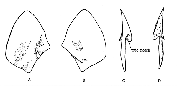 Fig. 3. Hesperoherpeton garnettense Peabody. A, left squamosal, internal
surface. B, left squamosal, external surface. C, right tabular
internal surface. D, right tabular, external surface. KU&nbsp;10295, all &times;&nbsp;4.