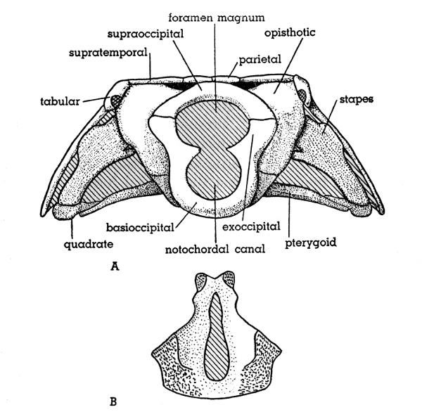 Fig. 5. Hesperoherpeton garnettense Peabody, KU
10295, &times;&nbsp;4. A, occipital view of skull; B, basioccipital
bone in dorsal (internal) view.