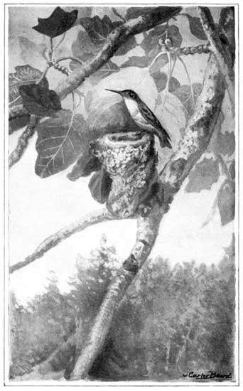 THE NEST WITH MY LADY UPON IT&mdash;RUBY-THROATED HUMMINGBIRD