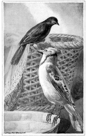 STUDYING THE BLUE JAY&mdash;SOLITAIRE AND BLUE JAY
