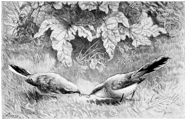 THE TUG OF WAR&mdash;THE SHRIKE (PAGE 38)