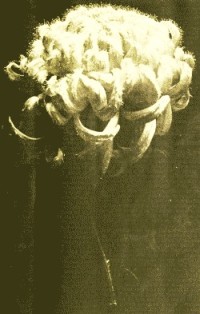 Fig. 1.--Chrysanthemum&mdash;Mrs. Alpheus Hardy.