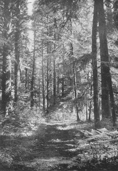 An Oregon Trail
