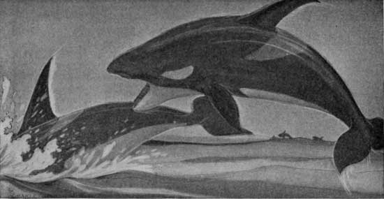 "THOSE SWIFT AND IMPLACABLE LITTLE WHALES WHO FEAR NO
LIVING THING."