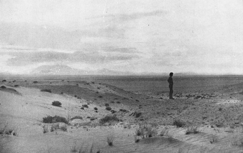 In this lonely Arizona desert the wind drifts the sand
into dunes, just as it does on the toe of Cape Cod