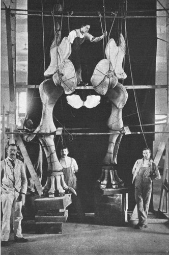 By permission of the American Museum of Natural History

Mounting the forelegs of Brontosaurus, the aquatic Dinosaur