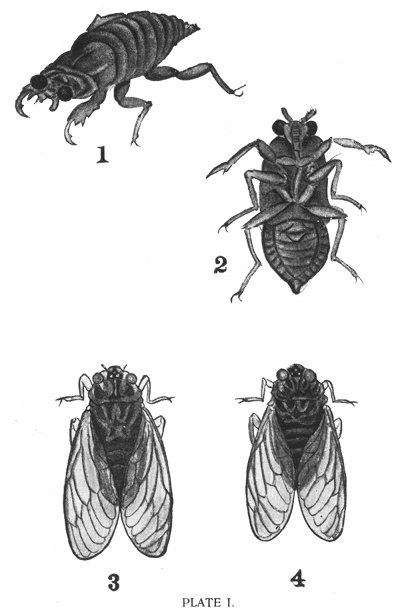PLATE I.
1-2, Young S�mi.
3-4, Haru-Z�mi, also called Nawashiro-Z�mi.