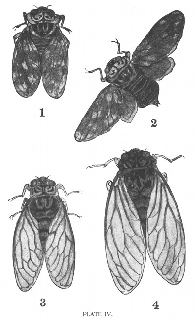 PLATE IV.
1-2, Mugikari-Z�mi, also called Goshiki-Z�mi.
3, Higurashi.
4, "Min-Min-Z�mi."