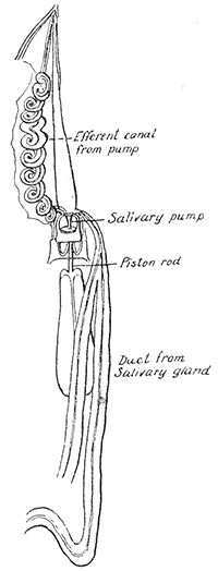18. Pharyngeal syringe or
salivary pump of Fulgora
maculata. After
Bugnion and Popoff.