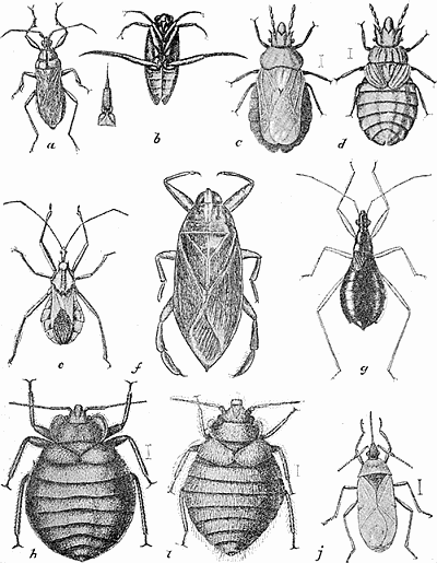 19. Heteroptera, (a) Melanolestes picipes; (b) Notonecta undulata; (c, d) Aradus robustus
(c) adult, (d) nymph, much enlarged; (e) Arilus cristatus; (f) Belostoma americana;
(g) Nabis (Coriscus) subcoleoptratus, enlarged; (h) Cimex lectularius, (i) Oeciacus
vicarius, much enlarged; (j) Lyctocoris fitchii, much enlarged. After Lugger.