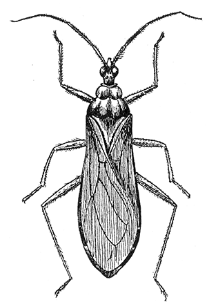 20. Reduvius (Opsic&oelig;tus)
personatus. (�2).